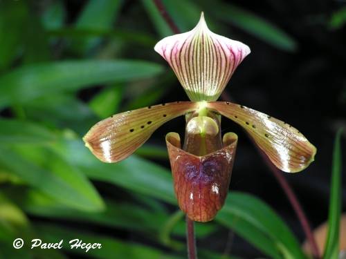 Paph tonsum var. cupreanum 